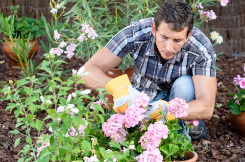 Fall overseeding and lawn recovery in Southborough