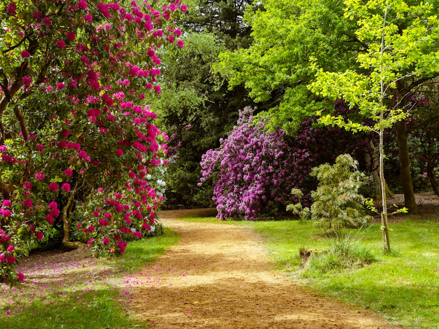 A picturesque garden pathway bordered by vibrant flowering shrubs and lush green trees, with a dirt path winding through the garden. On the left, a large shrub with bright pink blossoms climbs up a sm