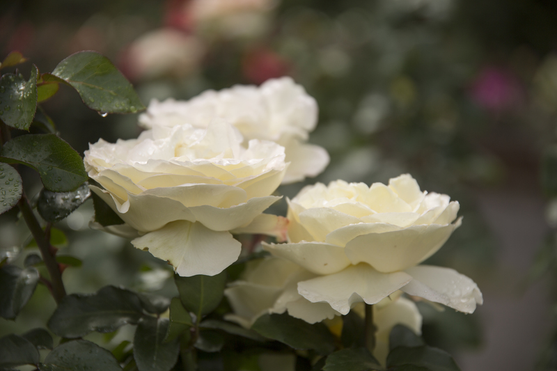 Hedge trimming garden